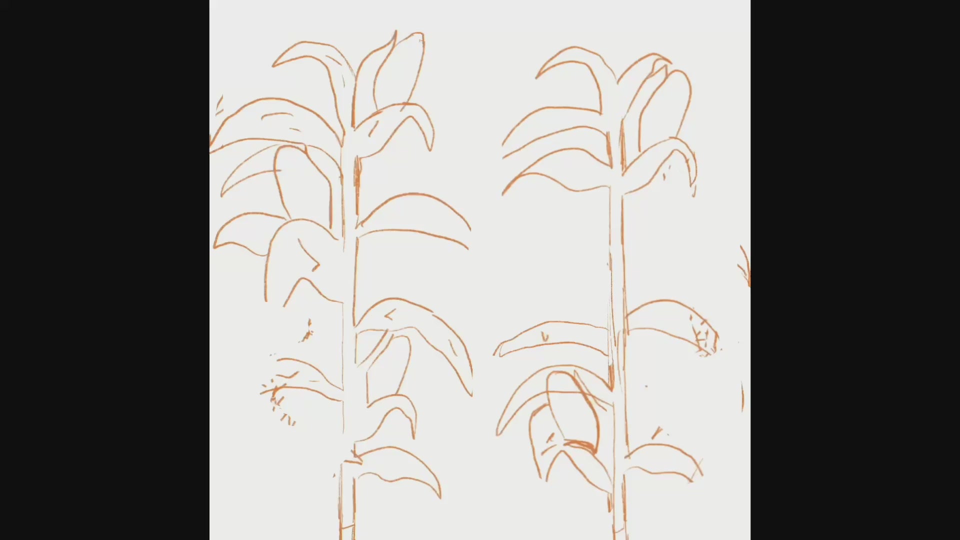 Video laden: Timelapse waarin Piet van PH Designs stap voor stap het ontwerp “Maïstro” maakt, een creatieve illustratie van Stromae verwerkt in een maïs-thema.